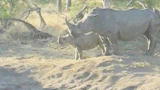Untamed and Uncut: Baby Wins Rhino Fight