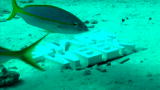 Shark Week: Shark Week Aquarium 6