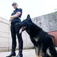 Petfinder Promos: It's Me or the Dog: Generic