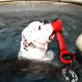 Bissell Pet Games Week 4: Orson Diving Underwater