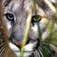 When Animals Strike: Puma Slays Hiker