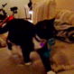 Bissell Pet Games Week 1: Aiko Plays Fetch