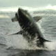 Best of Shark Week: Air Jaws: Sharks of South Africa