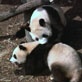 Panda Behavior: Panda Play