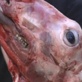 Mythbusters: Silencing a Lamb Part 1