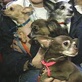 Breed All About It: Toy Group