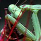 Killer Clips: Praying Mantis and Bee