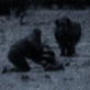 Mutual of Omaha's Wild Kingdom: Rhino Nights - Surrounded!