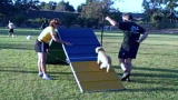 The Daily Treat: Cardio Canine Class
