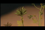 Mammals Vs. Dinos Shorts: First Flowering Plants