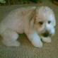 Bissell Pet Games Week 5: Mia's Tricks