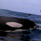 Mutual of Omaha's Wild Kingdom: Confronting a Killer