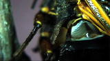 Time Warp: Cicada Sounds