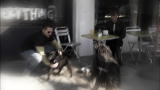 It's Me or the Dog: Single Guy Blues