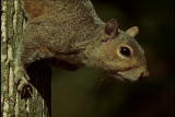 Fooled by Nature: Satellite Squirrels