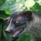 Weird True & Freaky: Civet Coffee