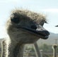 Dirty Jobs: Ostrich Farmer