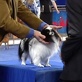 AKC/Eukanuba: Kolby the Japanese Chin
