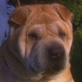 Breed All About It: Shar Pei