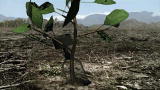 Project Earth: Raining Forests