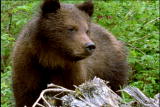 Fooled by Nature: Green Eating Grizzlies