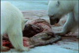 Fooled by Nature: Cholesterol Carnivores