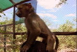 Growing Up Baboon: Baboon Release Plan