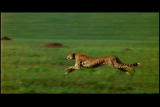 Survival Guide: Serengeti: Cheetah Hunting