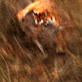 Tiger: Spy in the Jungle: A Tiger Kill Close-Up