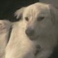 Who Gets the Dog: Sully