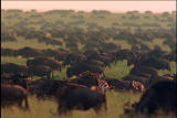 Fooled by Nature: Wildebeest Migration