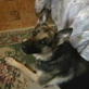 Bissell Pet Games Week 7: Laci's Day