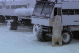 Planet's Best: Polar Bear Tundra Buggy