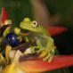 The Vanishing Frog: A New Species!