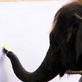 Extraordinary Animals: Pachyderm Picasso