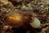 Fooled by Nature: Intelligent Octopuses