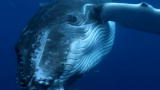 Whale Wars: The Sound of Ice (Full Episode)