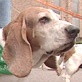 Breed All About It: Basset Hound