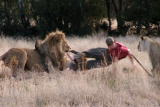 Lion Feeding Frenzy: Man vs. Lion