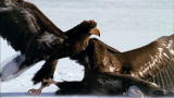 Wild Russia: Eagles Battle Over Food