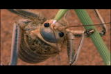 Buggin&rsquo; With Ruud: Nara Cricket