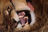 Lion Feeding Frenzy: Moving a Male