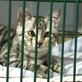 Petfinder: Volunteering with Shelter Cats