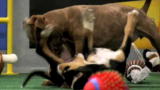 Nerdabout Vlogs: Dog Nerd