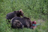 Bear Feeding Frenzy: Size Matters