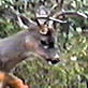 When Animals Strike: Deer Attack?!