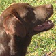 Breed All About It: Labrador
