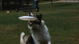 Time Warp: Air Dogs