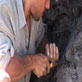 Dinos: Analyzing Dinosaur Fossils