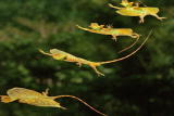 Fooled by Nature: Draco Lizard